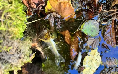 Märwil TG – Fische wegen Gewässerverschmutzung verendet