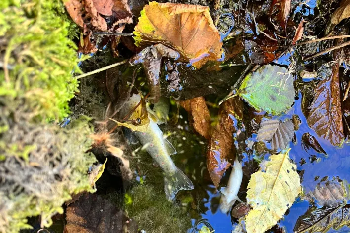 Märwil TG - Fische wegen Gewässerverschmutzung verendet