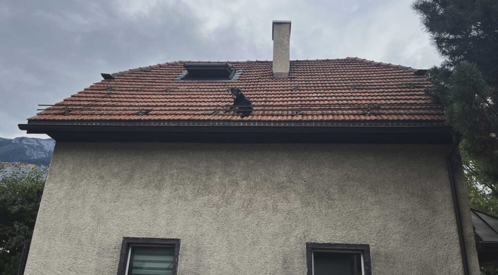 Kurioser Fall in Stadt Chur GR: Feuerwehr rettet verirrten Hund von Hausdach Kurioser Fall in Stadt Chur GR: Feuerwehr rettet verirrten Hund von Hausdach