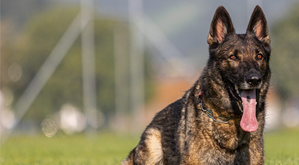 Bürglen OW: Polizeihund Quandos stellt einen Dieb