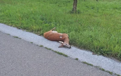 Vorsicht: Tiere auf der Strasse – Richtiges Verhalten