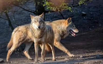 Kanton Glarus – Leitwolf des Kärpfrudels darf reguliert werden