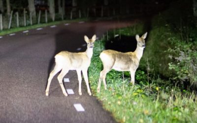 Regionalpolizei Zurzibiet – Vorsicht vor Wild!