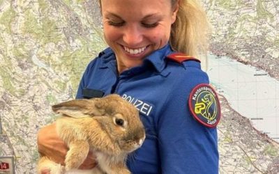 Neubüel ZH – Wo wird dieser Hase vermisst?
