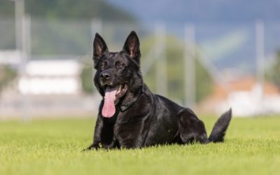Langnau bei Reiden LU / A2 – Nach Unfall von Polizeihund „Dodge“ gefunden