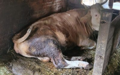 Aargauer Veterinäramt beschlagnahmt alle Rinder – Bauer kassiert Tierhalteverbot