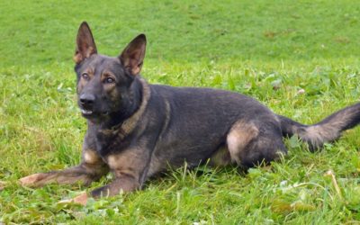 Kanton Luzern – Mann (Schweizer, 39) nach Flucht von Polizeihund „Rusty“ gestellt