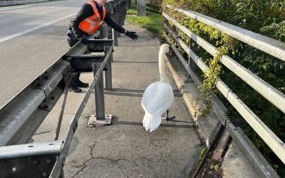 Luzerner Polizei – Achtung! Falsch-Watschler auf der Autobahn A14