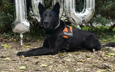 Luzerner Polizei – Helden auf vier Pfoten – Erfolgsgeschichten unserer Diensthunde