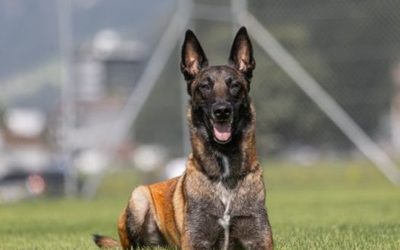 Sachseln OW – Polizeihund „Tyson“ stellt einen Dieb (24)