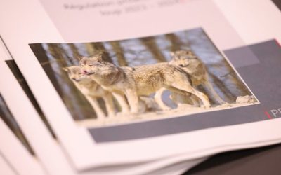 Kanton Wallis – Proaktive Wolfsregulation 2023-2024