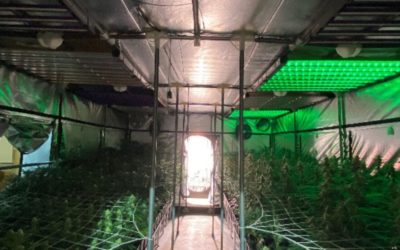 Muttenz BL – Hanf-Indooranlage ausgehoben – über 3’500 Hanfpflanzen sichergestellt