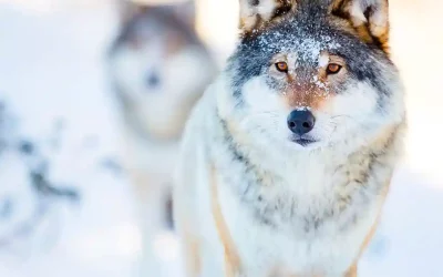 Region Rothrist-Murgenthal-Brittnau AG – Mehrere Schafrisse durch Wolf