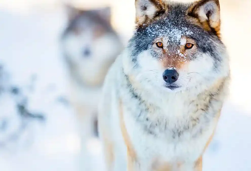Region Rothrist-Murgenthal-Brittnau AG – Mehrere Schafrisse durch Wolf
