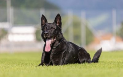 Willisau LU – Polizeidiensthund „Dodge“ stoppt Einbrecher (Tunesier, 19)