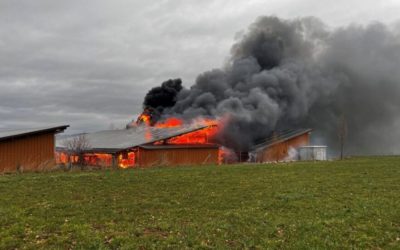 Diegten BL – Schlimmer Grossbrand auf Bauernhof – zahlreiche Schweine verendet