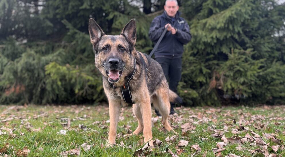 Effretikon ZH – Diensthund „Bono“ stellt Einbrecher