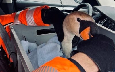 Dietikon ZH – Schwan legt Verkehr auf der A1 lahm