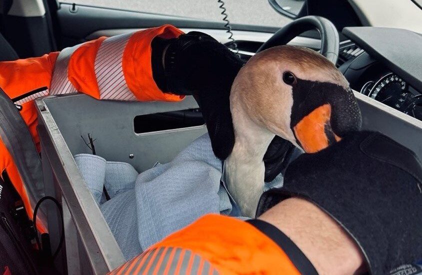 Dietikon ZH – Schwan legt Verkehr auf der A1 lahm