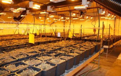 Seedorf UR – Hanf-Indooranlage ausgehoben