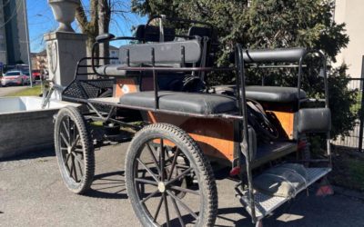 Gossau SG – Pferd stirbt bei heftigem Unfall – Kutscher (75) landet im Spital