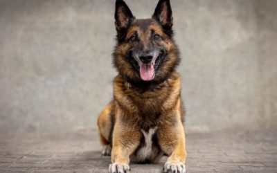 Pratteln BL – Einbruch in Einfamilienhaus – Polizeihund «Gio» stellt Marokkaner (16)