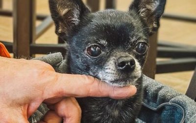 Stadtpolizei St.Gallen bringt süssen Chihuahua zurück zu seinem Herrchen