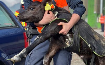Günsberg – Brand mit starker Rauchentwicklung in Rinderstall – niemand verletzt, weder Menschen noch Tiere