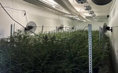 Nürensdorf ZH – Illegale Indoor-Hanfanlage ausgehoben und Betreiber verhaftet
