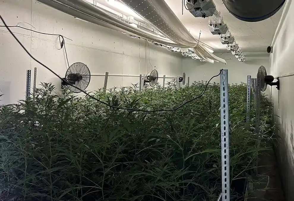 Nürensdorf ZH – Illegale Indoor-Hanfanlage ausgehoben und Betreiber verhaftet