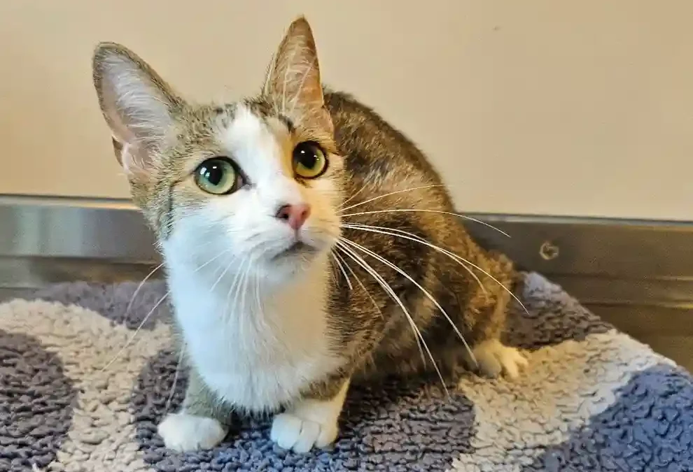 Emmen LU – Unbekannte setzen sechs Katzen aus