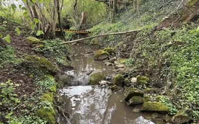 Roggwil TG – Fischsterben nach Gewässerverschmutzung