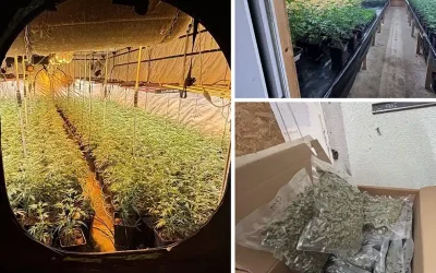 Schwerzenbach ZH – Illegale Indoor-Hanfanlage ausgehoben