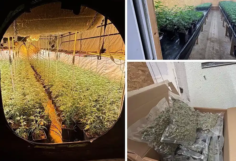Schwerzenbach ZH – Illegale Indoor-Hanfanlage ausgehoben