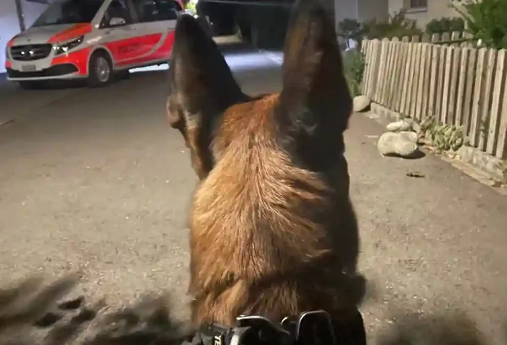 Turgi AG – Diensthund spürt mutmassliche Diebe auf