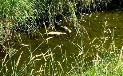 Weinfelden TG – Fischsterben wegen zu warmem Wasser