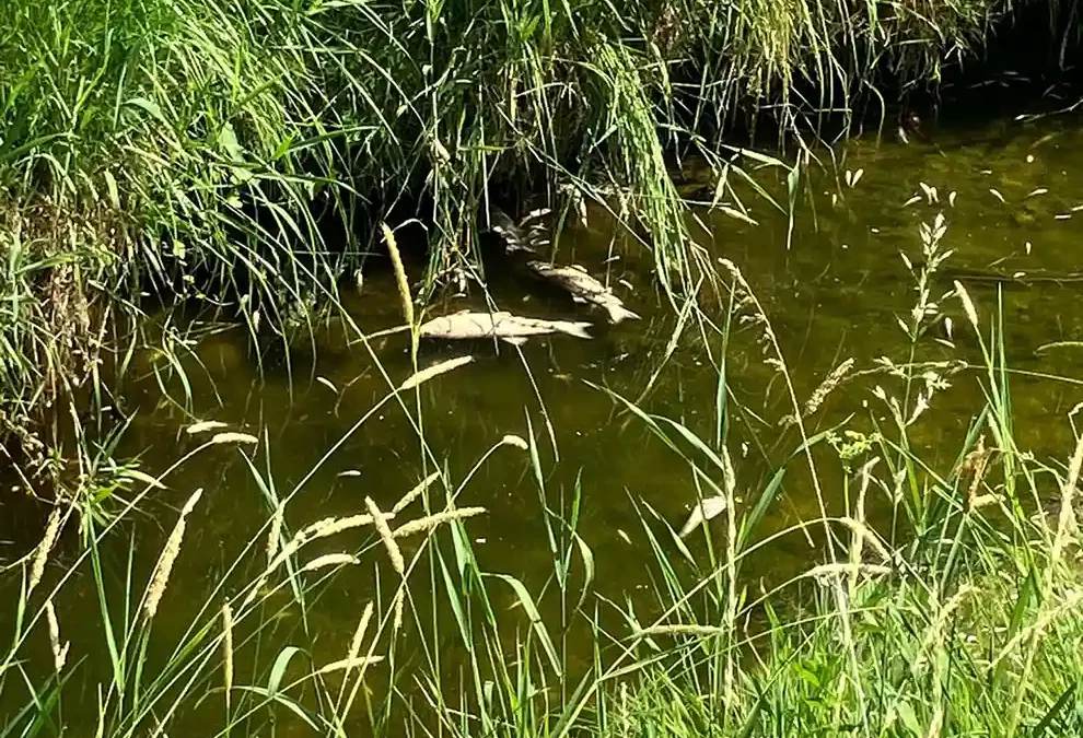 Weinfelden TG – Fischsterben wegen zu warmem Wasser