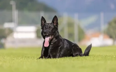 Emmen LU – Luzerner Polizei nimmt mutmasslichen Einbrecher und Sprayer fest